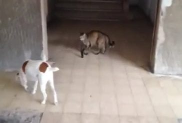 Chat promène son chien