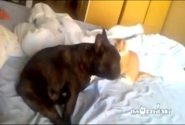Chat assassin attaque un chien