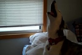 Deux chiens huskies chantent en coeur
