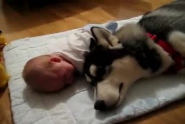 Vs chien pleure bébé qui pleure