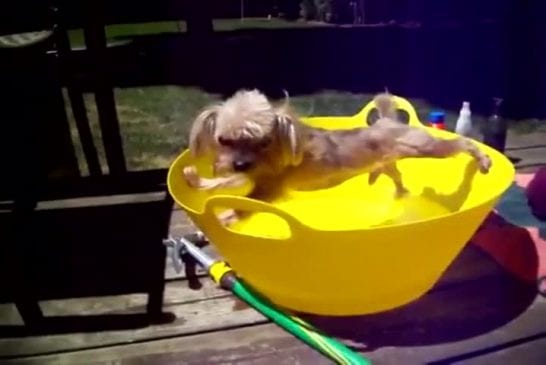 Chien ne sera pas prendre un bain