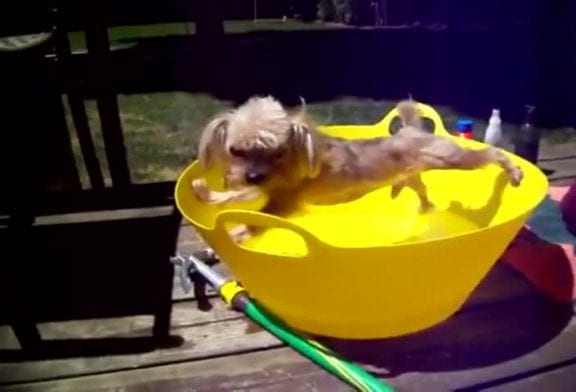 Chien ne sera pas prendre un bain