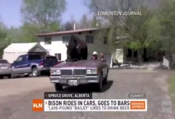 Promener son bison dans sa voiture décapotable