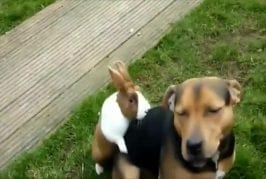 Chien se fait baiser par un lapin