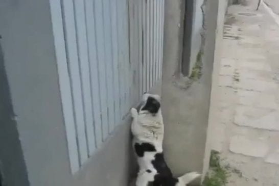 Chien fait de l'escalade