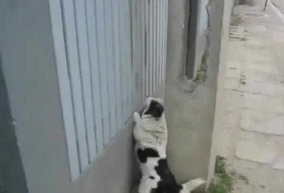 Chien fait de l'escalade