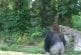 Gorille marche comme un homme