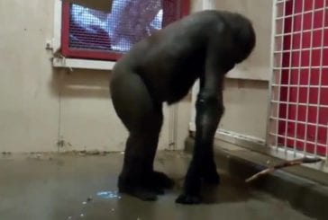 Gorille fait du break dance
