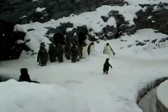 Pingouin heureux veut faire la fête