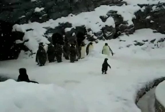 Pingouin heureux veut faire la fête