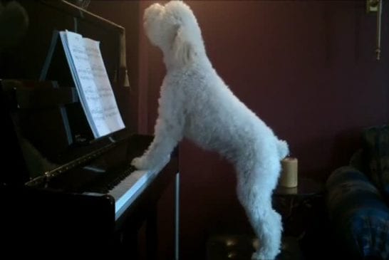 Tucker le chien pianiste