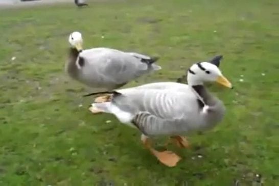 Canard danse pour avoir du pain