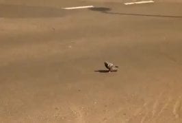 Le pigeon de Chuck Norris