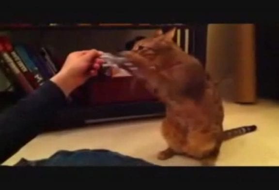 Chat fait son entraînement de boxe