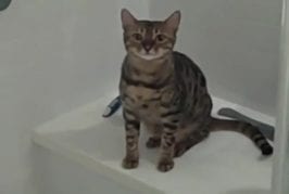 Chat de bengale prend sa douche