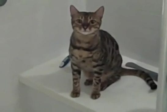 Chat de bengale prend sa douche