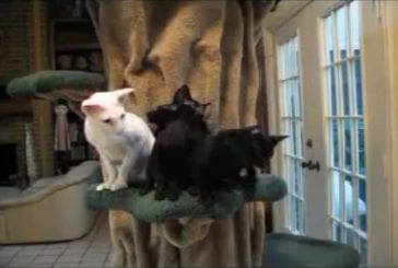 Adorables chatons qui dansent