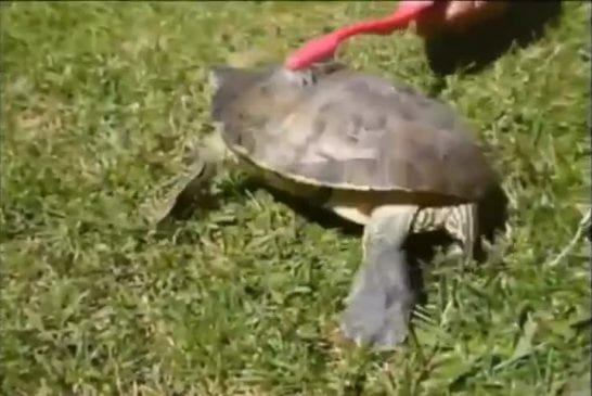 Gratter une tortue avec une brosse à dent
