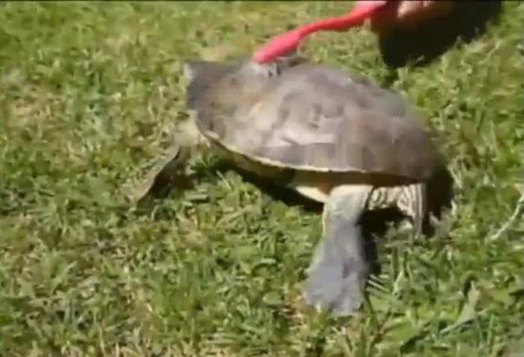 Gratter une tortue avec une brosse à dent