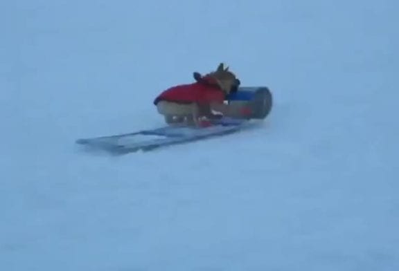 Chien vole le traîneau d'un enfant