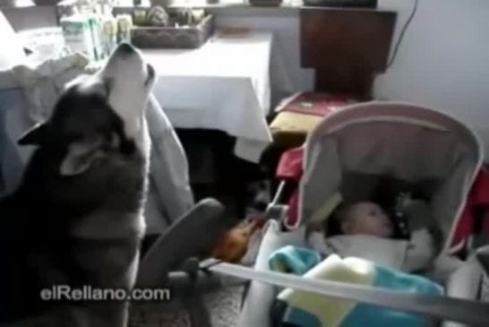 Chien chante pour apaiser un bébé qui pleure