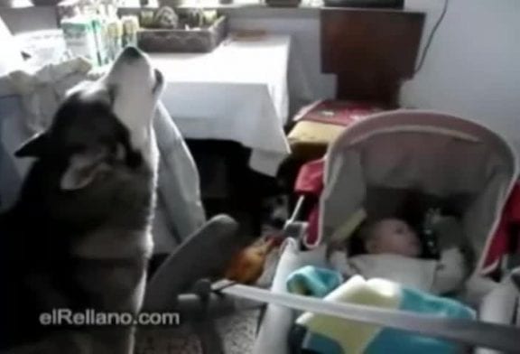 Chien chante pour apaiser un bébé qui pleure