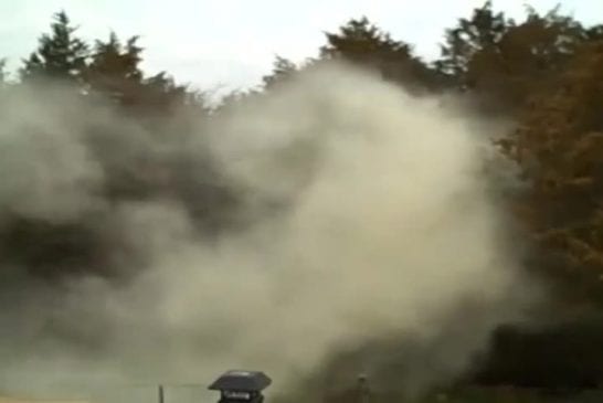 Arbre avec des tonnes de pollen