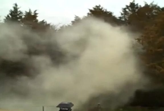 Arbre avec des tonnes de pollen