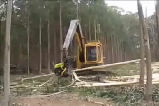 Coupe d’arbre efficace