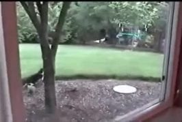 Lapin désobéit aux lois de la physique