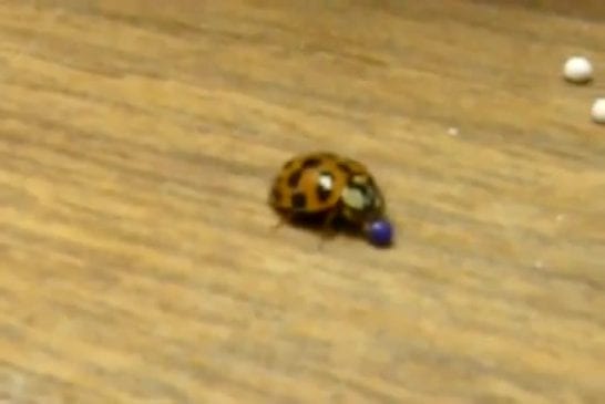 Coccinelle joue avec des balles de couleur