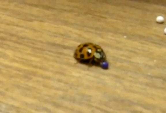Coccinelle joue avec des balles de couleur