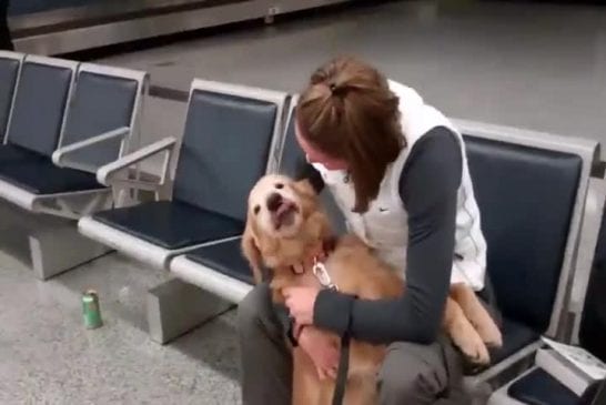 Chien excité de revoir sa maitresse qui revient d’Afghanistan