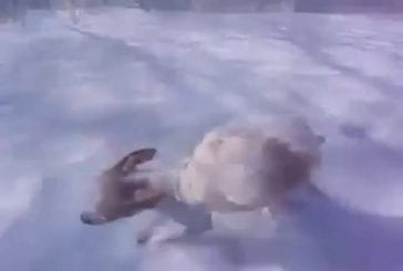Chiot déteste la neige et marche sur 2 pattes