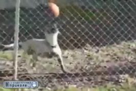 Chien meilleur que Zidane