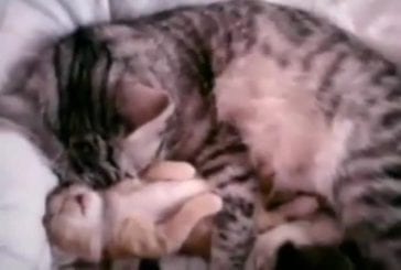 Maman chat fait un câlin à son chaton