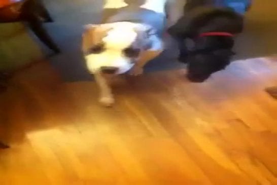 Méthode pour savoir quel chien a mangé les poubelles