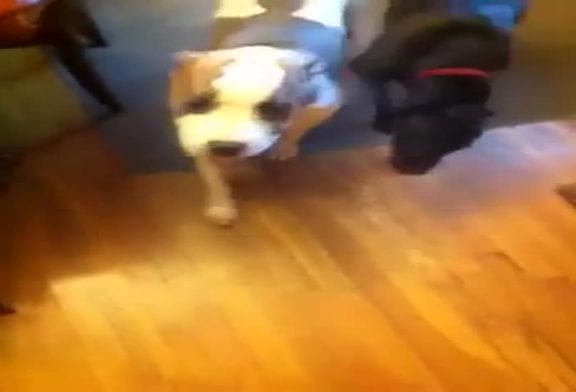 Méthode pour savoir quel chien a mangé les poubelles