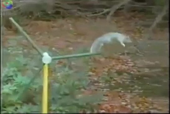 Ecureuil de mission impossible