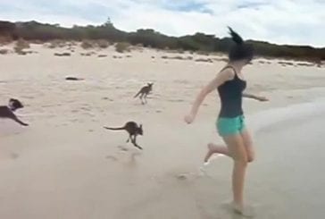 Bébé kangourou prend un bain de mer