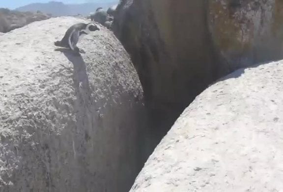 Pingouin fait un saut incroyable entre deux rochers