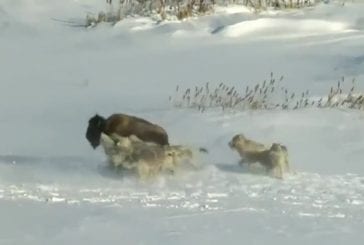 Bison aide les loups à bouffer un autre bison
