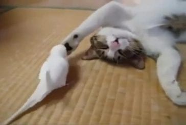 Chat vs oiseau ennuyeux