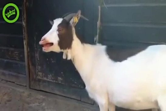 Chèvre cassé