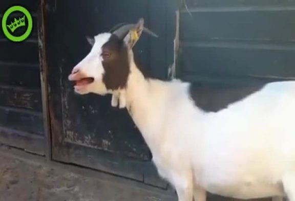 Chèvre cassé