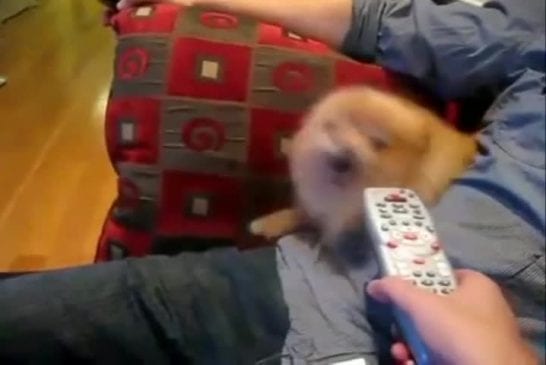 Chien déteste la télécommande