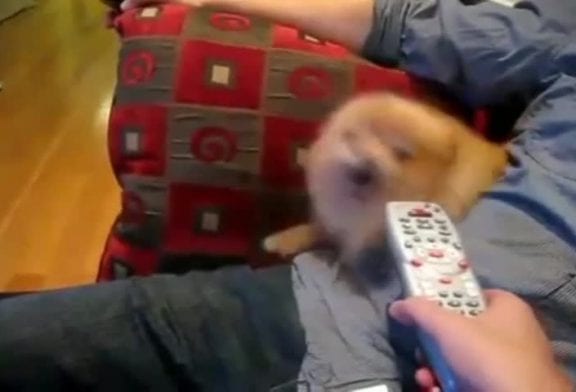 Chien déteste la télécommande