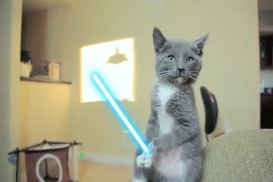 Combat de chatons Jedi