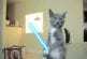 Combat de chatons Jedi