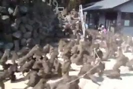 Nourrir des milliers de singes